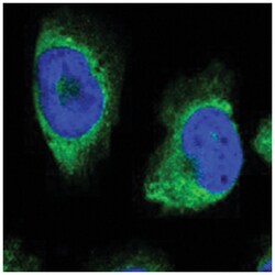 ERLIN1, Rabbit, Polyclonal Antibody, Abnova 100&mu;L; Unlabeled:Antibodies,