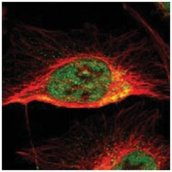 CCDC51 Rabbit anti-Human, Polyclonal Antibody, Abnova 100&mu;L; Unlabeled:Antibodies,