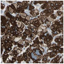 FRMD5 Rabbit anti-Human, Polyclonal Antibody, Abnova 100&mu;L; Unlabeled:Antibodies,
