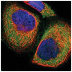 C1orf116 Rabbit anti-Human, Polyclonal Antibody, Abnova 100&mu;L; Unlabeled:Antistoffer