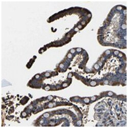 RRBP1 Rabbit anti-Human, Polyclonal Antibody, Abnova 100&mu;L; Unlabeled:Antibodies,