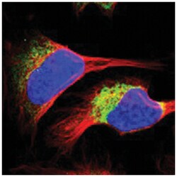 RRBP1 Rabbit anti-Human, Polyclonal Antibody, Abnova 100&mu;L; Unlabeled:Antibodies,