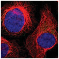 CCDC90B Rabbit anti-Human, Polyclonal Antibody, Abnova 100 &mu;L | Buy Online | Abnova Corporation | Fisher Scientific