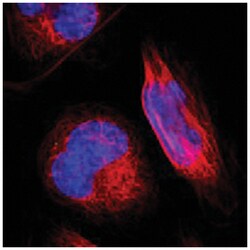 SLC2A8, Rabbit, Polyclonal Antibody, Abnova 100 &mu;L | Buy Online | Abnova Corporation | Fisher Scientific