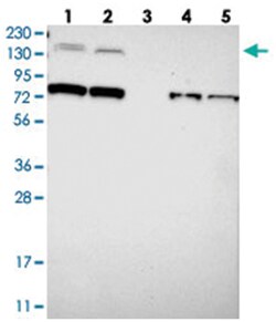 SORCS1, Rabbit, Polyclonal Antibody, Abnova 100&mu;L; Unlabeled:Antibodies,