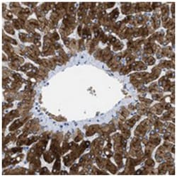 ASGR1 Rabbit anti-Human, Polyclonal Antibody, Abnova 100&mu;L; Unlabeled:Antibodies,