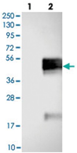 ASGR1 Rabbit anti-Human, Polyclonal Antibody, Abnova 100&mu;L; Unlabeled:Antibodies,