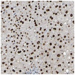 USP36, Rabbit, Polyclonal Antibody, Abnova 100&mu;L; Unlabeled:Antibodies,