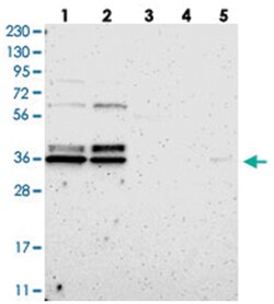TMBIM1 Rabbit anti-Human, Polyclonal Antibody, Abnova 100&mu;L; Unlabeled:Antibodies,
