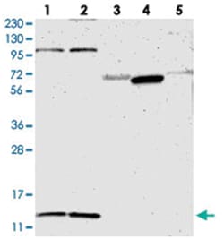 MRPL52, Rabbit, Polyclonal Antibody, Abnova 100&mu;L; Unlabeled:Antibodies,