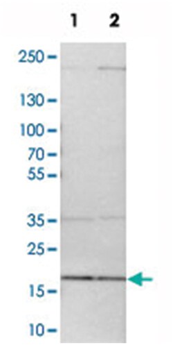 MRPL52, Rabbit, Polyclonal Antibody, Abnova 100&mu;L; Unlabeled:Antibodies,