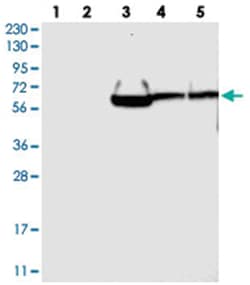 GRAMD1A Rabbit anti-Human, Polyclonal Antibody, Abnova 100&mu;L; Unlabeled:Antibodies,