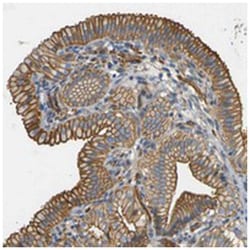 SPTBN1 Rabbit anti-Human, Polyclonal Antibody, Abnova 100&mu;L; Unlabeled:Antibodies,