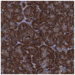 PPIB Rabbit anti-Human, Polyclonal Antibody, Abnova 100&mu;L; Unlabeled:Antibodies,