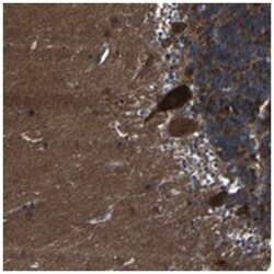 KIAA0513 Rabbit anti-Human, Polyclonal Antibody, Abnova 100&mu;L; Unlabeled:Antibodies,