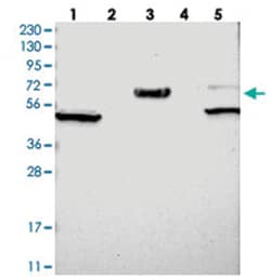 WSCD2, Rabbit, Polyclonal Antibody, Abnova 100 &mu;L | Buy Online | Abnova | Fisher Scientific