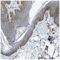 RELL1, Rabbit, Polyclonal Antibody, Abnova 100 &mu;L | Buy Online | Abnova Corporation | Fisher Scientific
