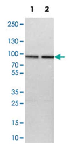 HSPA12B Rabbit anti-Human, Mouse, Rat, Polyclonal Antibody, Abnova 100 &mu;L | Buy Online | Abnova Corporation | Fisher Scientific
