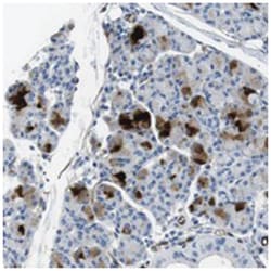 HSPA12B Rabbit anti-Human, Mouse, Rat, Polyclonal Antibody, Abnova 100 &mu;L | Buy Online | Abnova Corporation | Fisher Scientific
