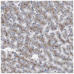 NHLRC3, Rabbit, Polyclonal Antibody, Abnova 100 &mu;L | Buy Online | Abnova | Fisher Scientific