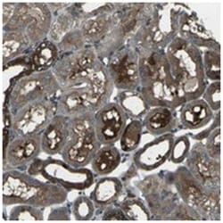 C7orf53, Rabbit, Polyclonal Antibody, Abnova 100 &mu;L | Buy Online | Abnova Corporation | Fisher Scientific