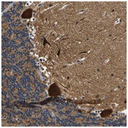 C12orf35 Rabbit anti-Human, Polyclonal Antibody, Abnova 100 &mu;L | Buy Online | Abnova Corporation | Fisher Scientific