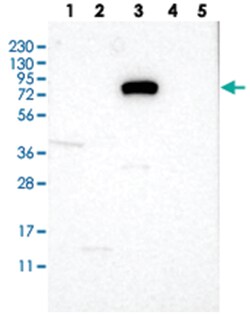 SLC6A9, Rabbit, Polyclonal Antibody, Abnova 100&mu;L; Unlabeled:Antibodies,
