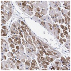 NEBL Rabbit anti-Human, Polyclonal Antibody, Abnova 100&mu;L; Unlabeled:Antibodies,