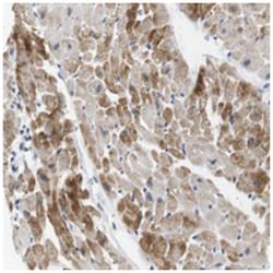NEBL Rabbit anti-Human, Polyclonal Antibody, Abnova 100 &mu;L | Buy Online | Abnova Corporation | Fisher Scientific