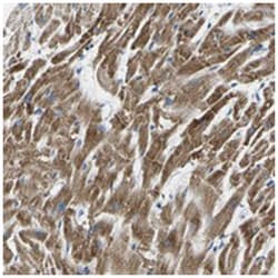 TMEM204 Rabbit anti-Human, Polyclonal Antibody, Abnova 100&mu;L; Unlabeled:Antibodies,