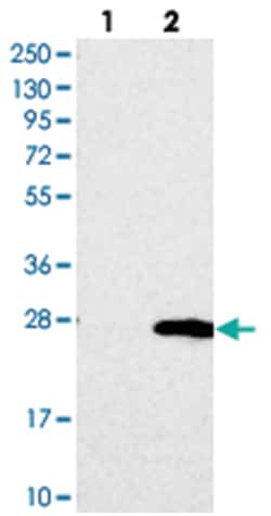 TMEM204 Rabbit anti-Human, Polyclonal Antibody, Abnova 100&mu;L; Unlabeled:Antibodies,