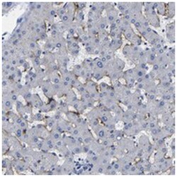 CLEC4G, Rabbit, Polyclonal Antibody, Abnova 100&mu;L; Unlabeled:Antibodies,