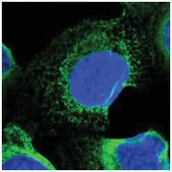 SEC62 Rabbit anti-Human, Polyclonal Antibody, Abnova 100&mu;L; Unlabeled:Antibodies,