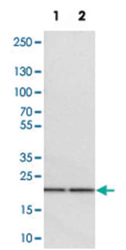 TMED2, Rabbit, Polyclonal Antibody, Abnova 100&mu;L; Unlabeled:Antibodies,