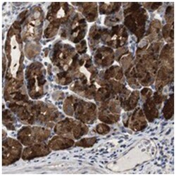 CNPY4 Rabbit anti-Human, Polyclonal Antibody, Abnova 100 &mu;L | Buy Online | Abnova | Fisher Scientific