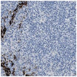 FDCSP, Rabbit, Polyclonal Antibody, Abnova 100&mu;L; Unlabeled:Antibodies,
