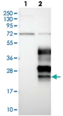 OPALIN, Rabbit, Polyclonal Antibody, Abnova 100 &mu;L | Buy Online | Abnova Corporation | Fisher Scientific