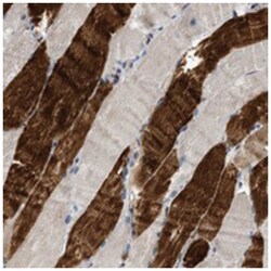 KIAA0513 Rabbit anti-Human, Polyclonal Antibody, Abnova 100 &mu;L | Buy Online | Abnova Corporation | Fisher Scientific