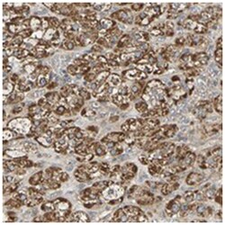 PCDHB4, Rabbit, Polyclonal Antibody, Abnova 100&mu;L; Unlabeled:Antibodies,