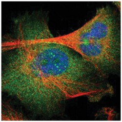 PCDHB4, Rabbit, Polyclonal Antibody, Abnova 100&mu;L; Unlabeled:Antibodies,