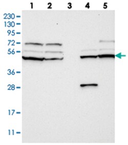 RNF130, Rabbit, Polyclonal Antibody, Abnova 100&mu;L; Unlabeled:Antibodies,