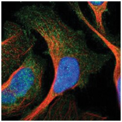 RNF130, Rabbit, Polyclonal Antibody, Abnova 100&mu;L; Unlabeled:Antibodies,