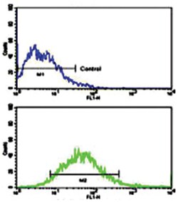 EPHB6 Rabbit anti-Human, Polyclonal Antibody, Abnova 400&mu;L; Unlabeled:Antibodies,