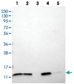 TMEM141, Rabbit, Polyclonal Antibody, Abnova 100 &mu;L | Buy Online | Abnova Corporation | Fisher Scientific