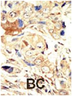 EGFR Rabbit anti-Human, Polyclonal Antibody, Abnova 400 &mu;L | Buy Online | Abnova Corporation | Fisher Scientific