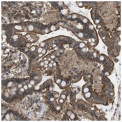 ZDHHC5, Rabbit, Polyclonal Antibody, Abnova 100&mu;L; Unlabeled:Antibodies,