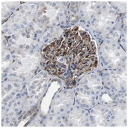 EMP2, Rabbit, Polyclonal Antibody, Abnova 100&mu;L; Unlabeled:Antibodies,