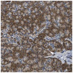 MPDU1, Rabbit, Polyclonal Antibody, Abnova 100&mu;L; Unlabeled:Antibodies,
