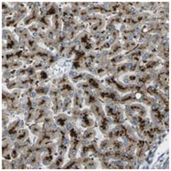 SLC31A2 Rabbit anti-Human, Polyclonal Antibody, Abnova 100&mu;L; Unlabeled:Antibodies,