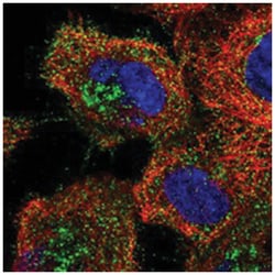 KCNS3, Rabbit, Polyclonal Antibody, Abnova 100&mu;L; Unlabeled:Antibodies,